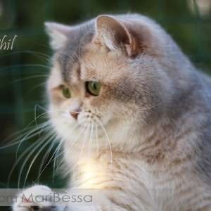 British Shorthair et Longhair - CH. Phil angelica cats