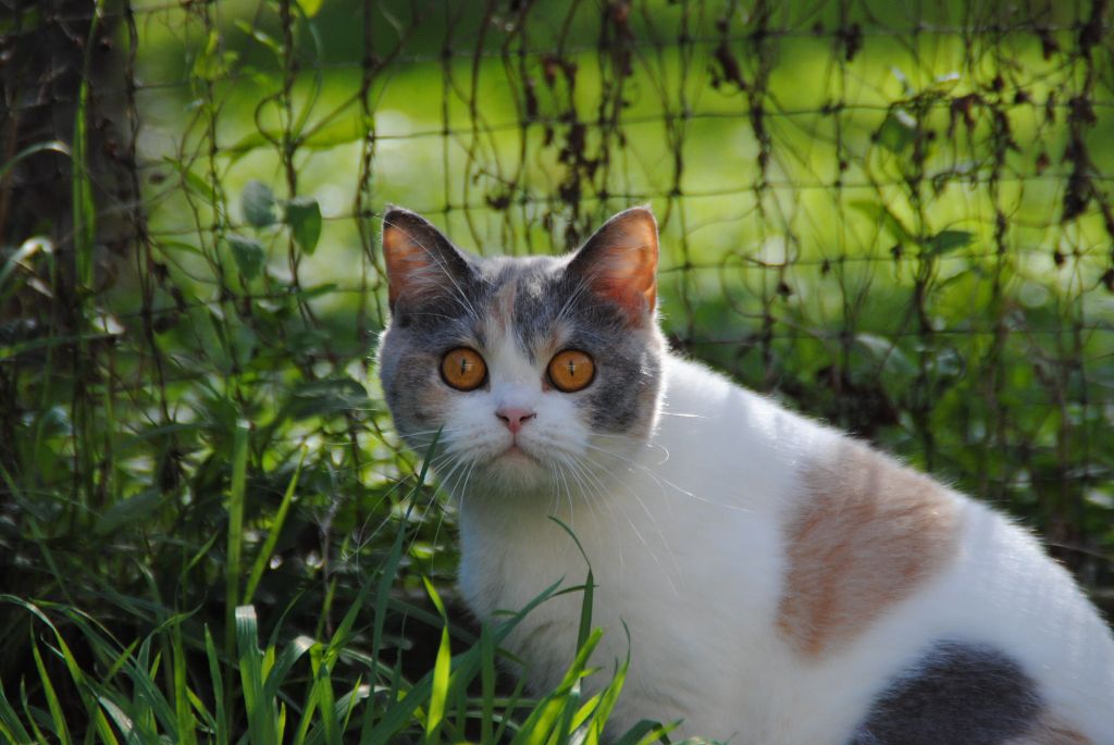 Les British Shorthair et Longhair de l'affixe de Gardia Altissima