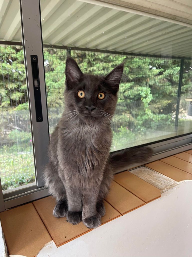 Maine Coon - Steel katze musketiere