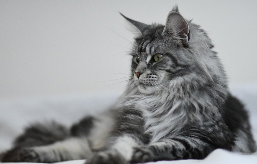 Maine Coon - CH. Mitsy De La Quinta Do Gato