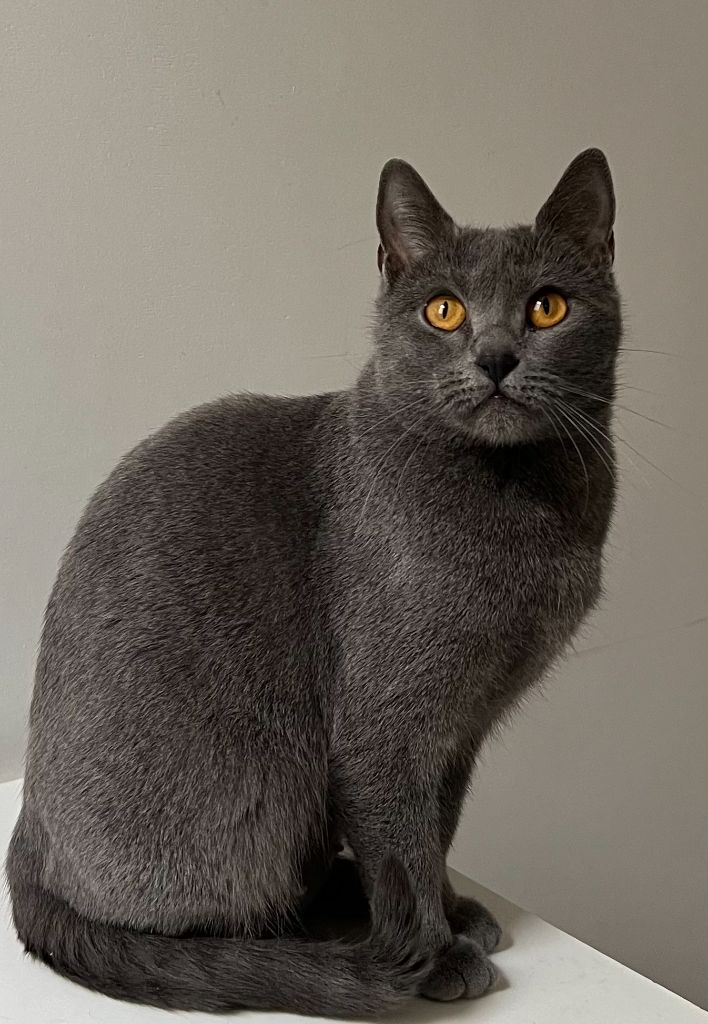 Chartreux - Framboise blue wind