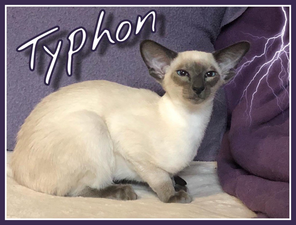 Siamois - mazal-tov Typhon