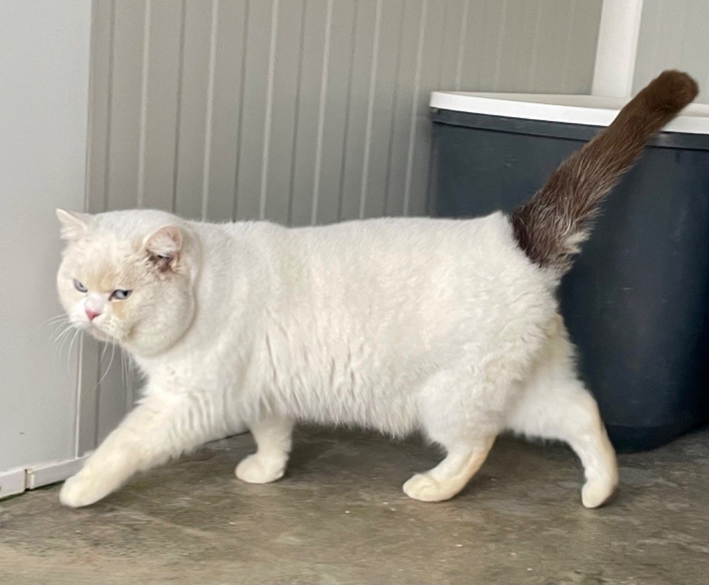 British Shorthair et Longhair - Casanova of kotoffski