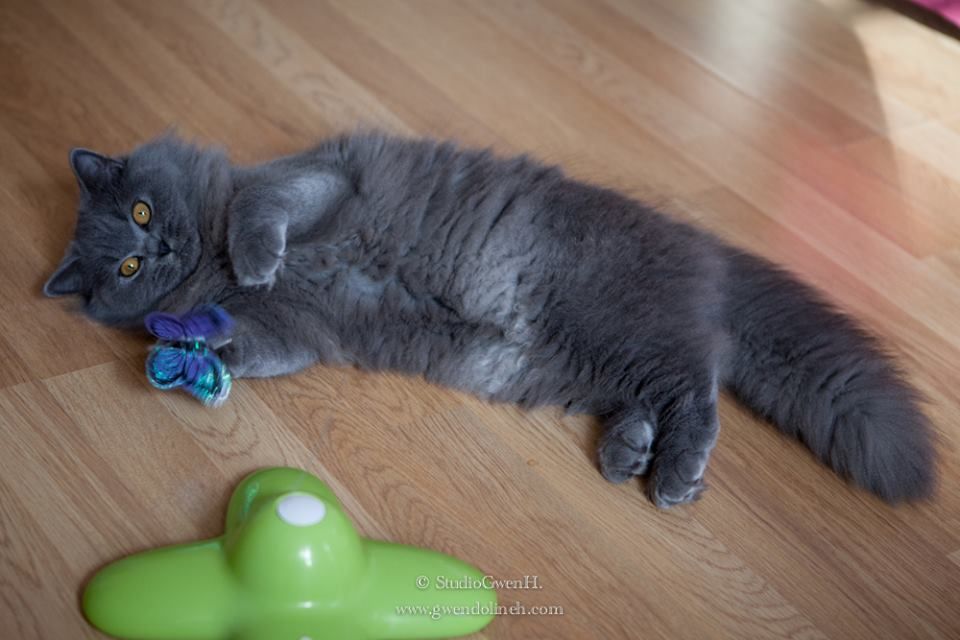 British Shorthair et Longhair - CH. angels british's Nausicaa