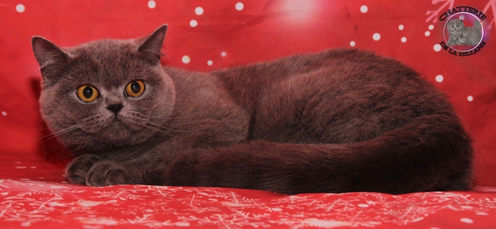 British Shorthair et Longhair - Schweppes De La Hillane