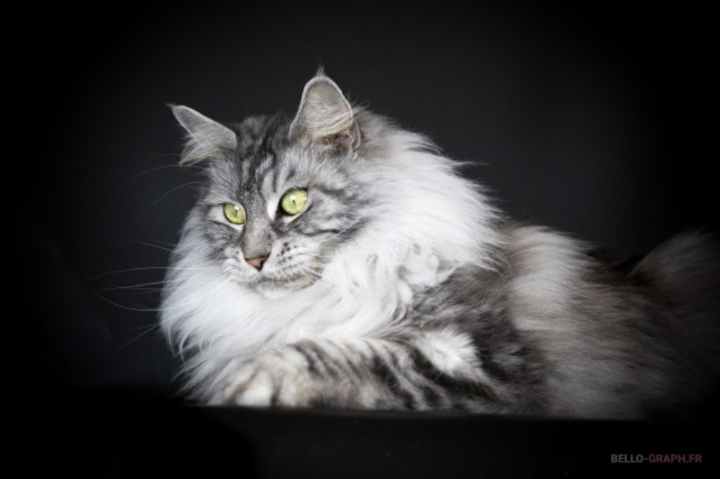 Maine Coon - CH. Jenny du kyolliga