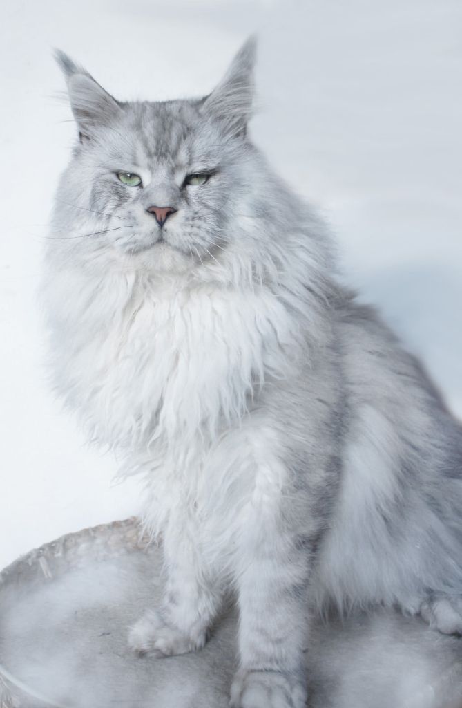 Maine Coon - mainefield’s Snow leopard