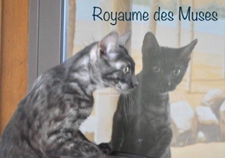 Bengal - Phelyndra Smoak  du Royaume des Muses