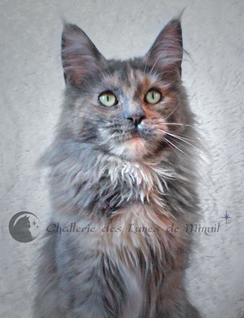 Maine Coon - Phanelia Des Lunes De Minuit