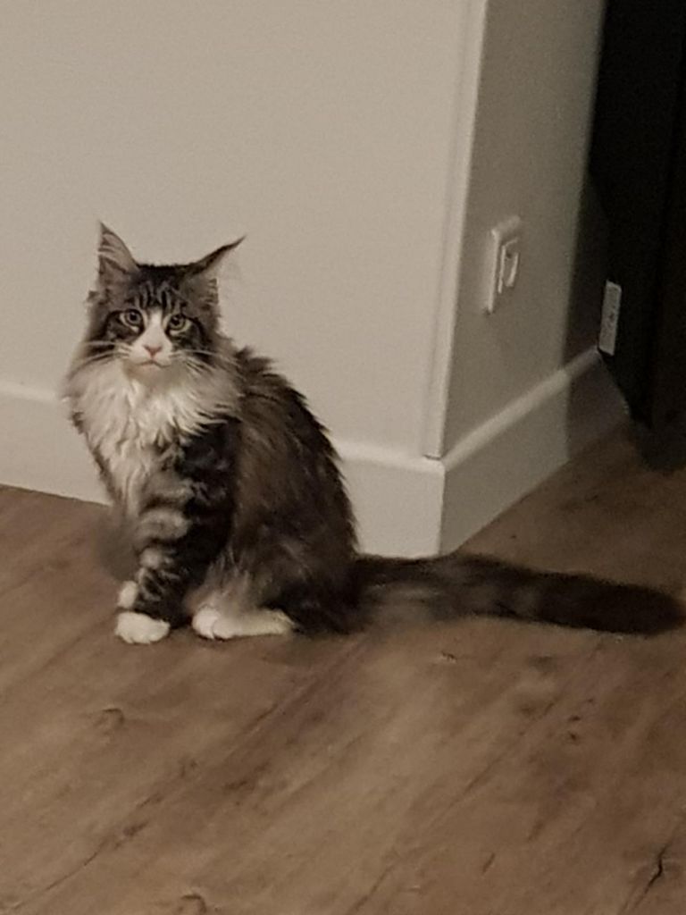 Maine Coon - Pandora Au Margail