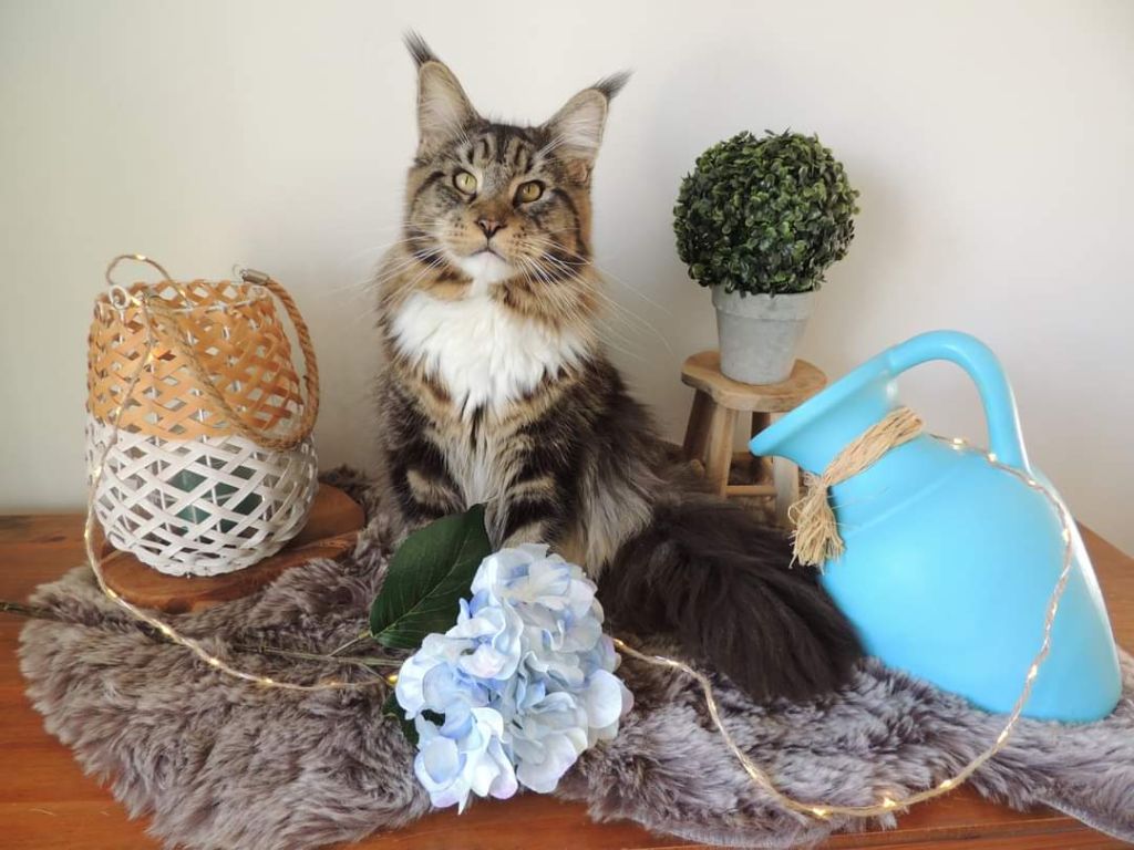 Maine Coon - coonfire Snow