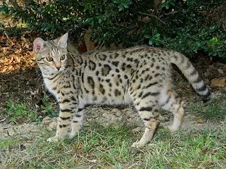 Bengal - CH. jungletrax Purrpetual flair
