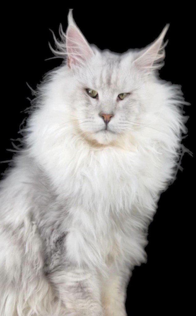 Maine Coon - Just A Dream's Snow