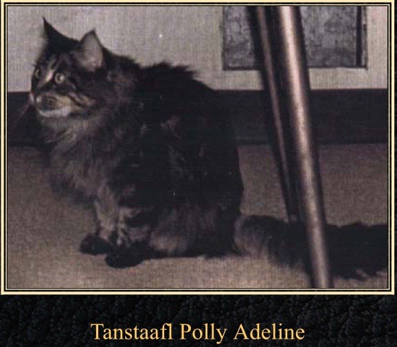 Maine Coon - CH. Tanstaafl polly adeline of heidi ho