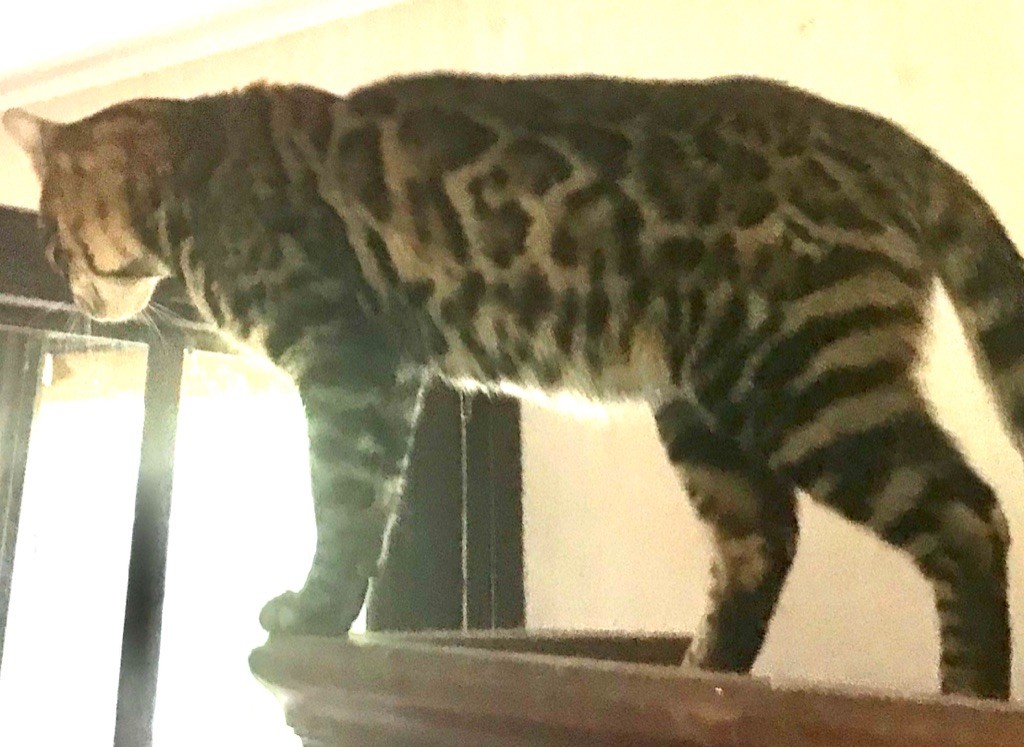 Bengal - Pandora Du Royaumdautecour