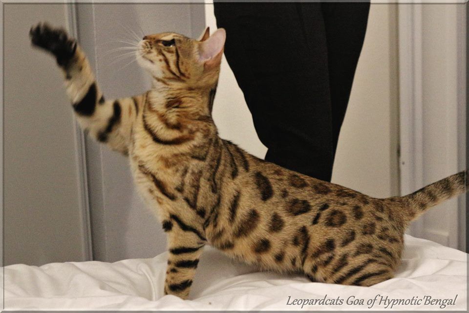 leopardcats Goa of hypnotic'bengal