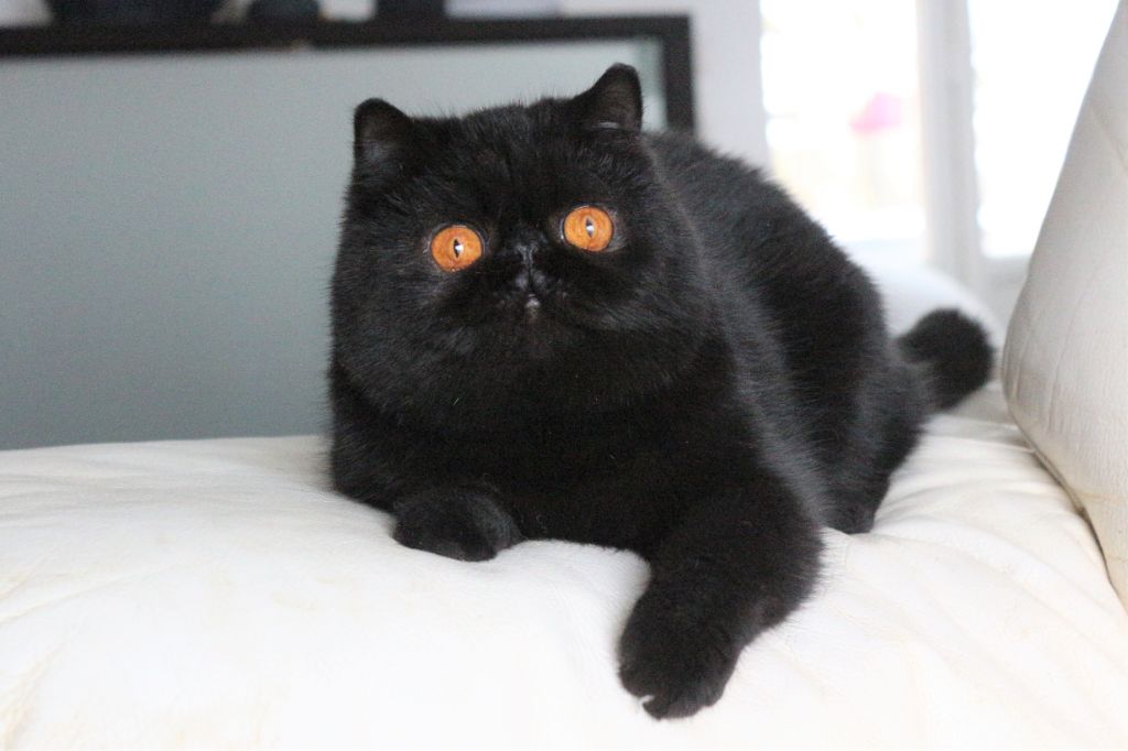 Exotic Shorthair - Pipistrello di castel pio