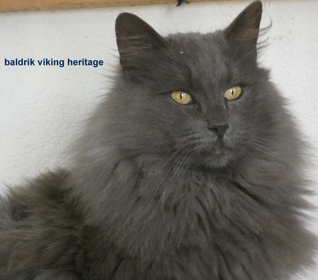 Baldrik viking heritage