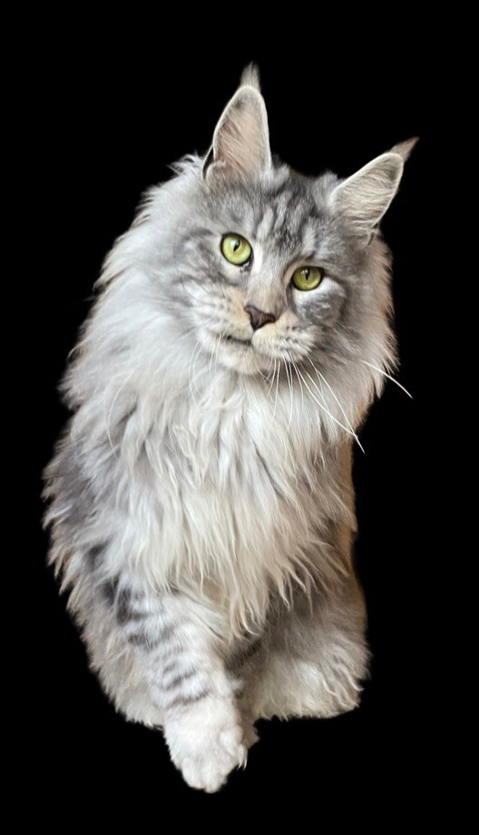 Maine Coon - Just A Dream's Romantic