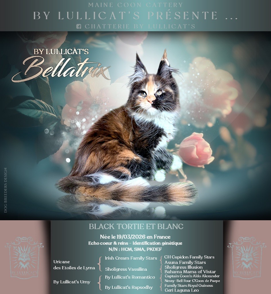 by Lullicat's Bellatrix