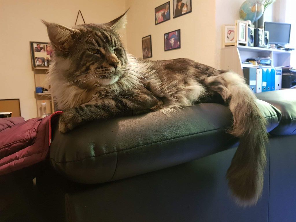 Maine Coon - Nesquik De La Volière Coon