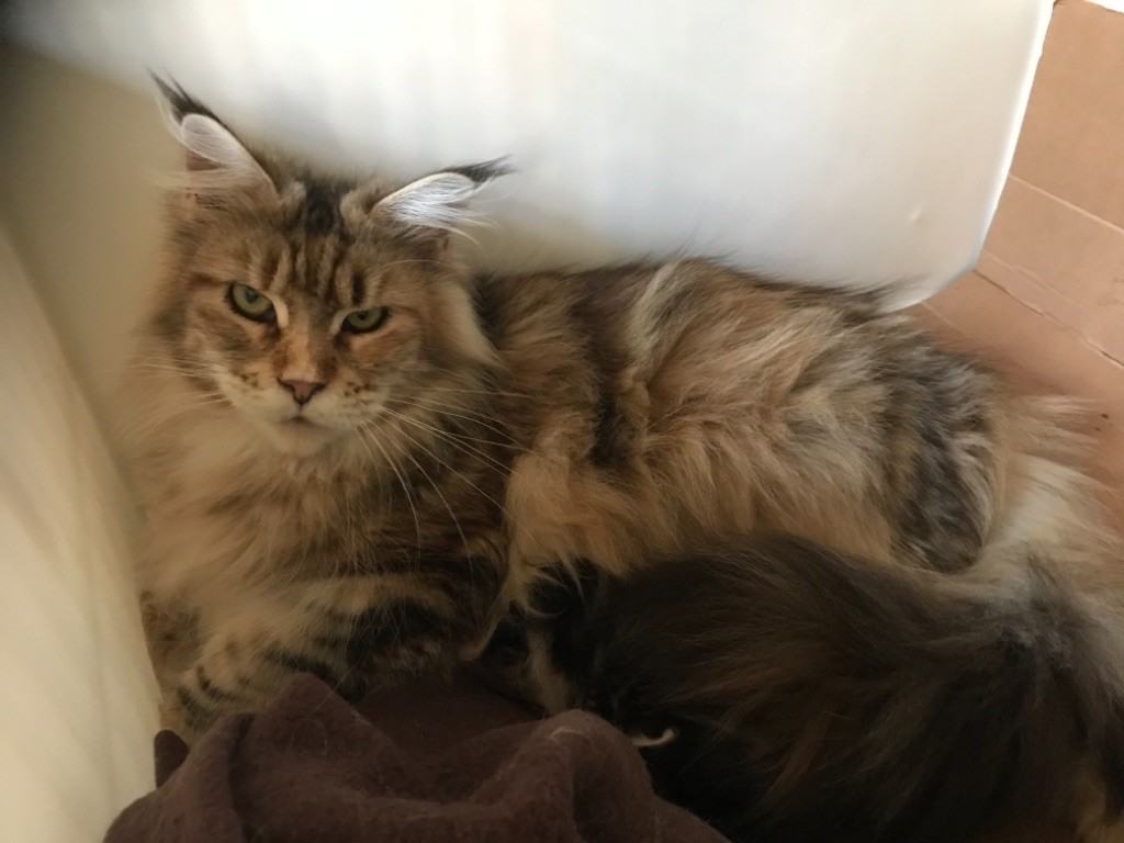 Maine Coon - Parvati du Pays Angoumois