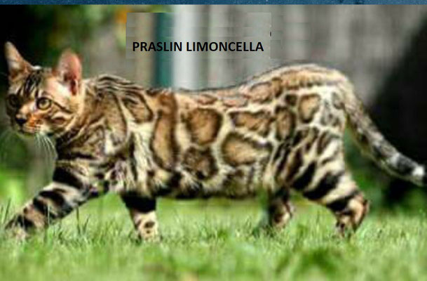 Bengal - praslin's Limoncella
