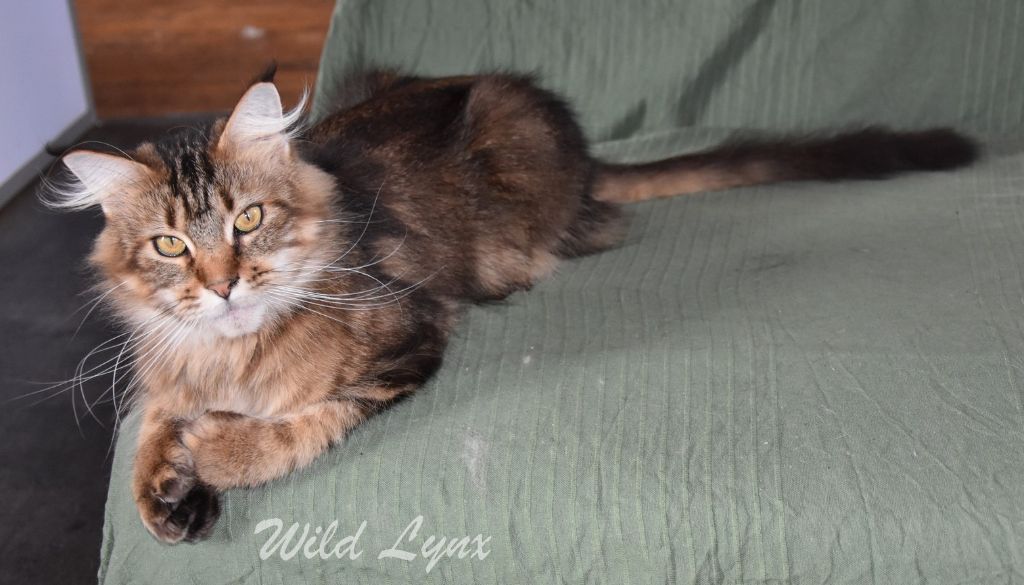 Les Maine Coon de l'affixe Wild Lynx