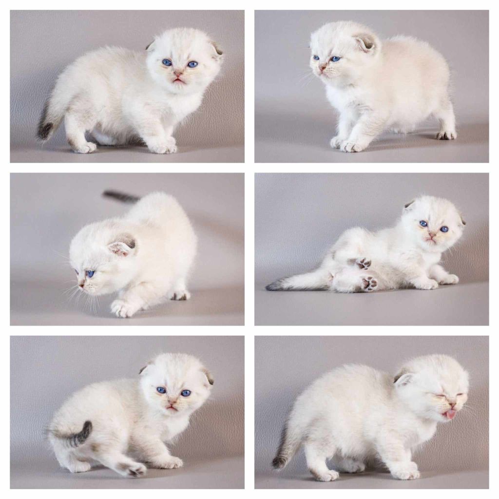 Scottish Fold - Umpy Des Rives Du Viaur