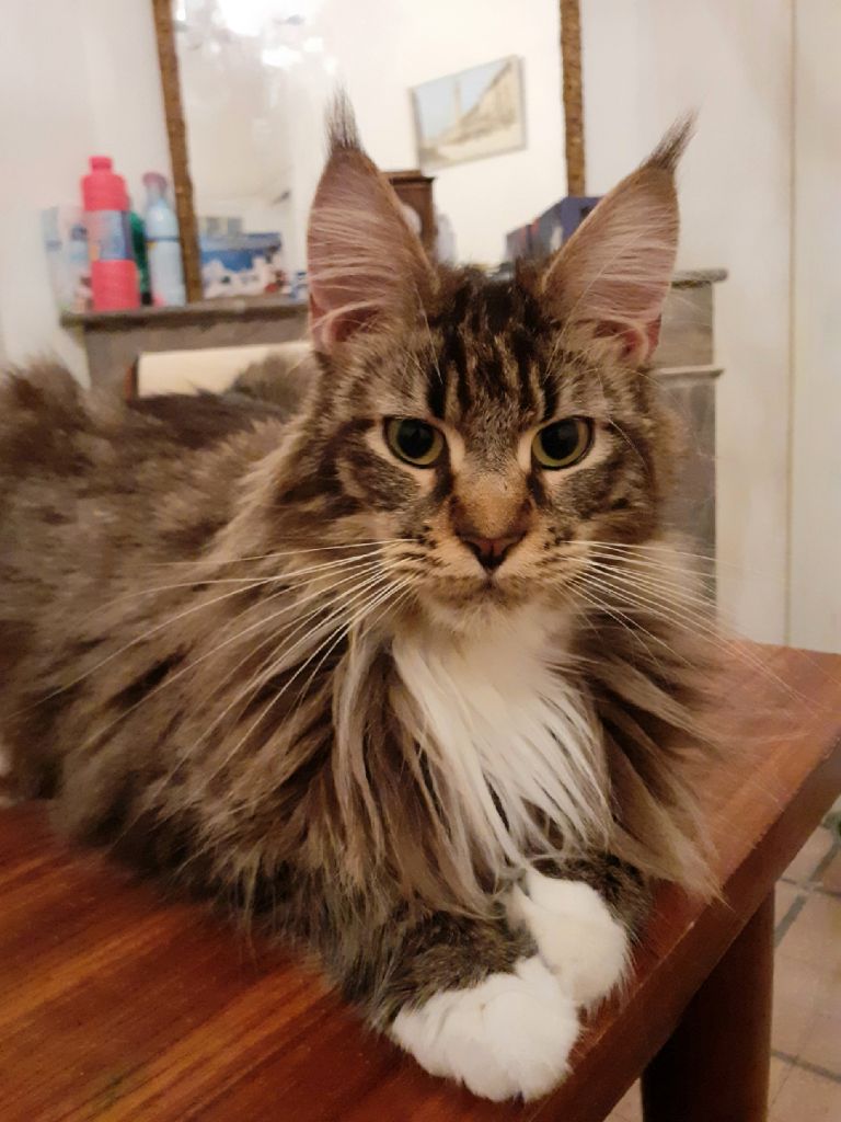 Maine Coon - Love Buzz Olly