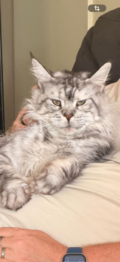 Maine Coon - Rune des ragdollywood