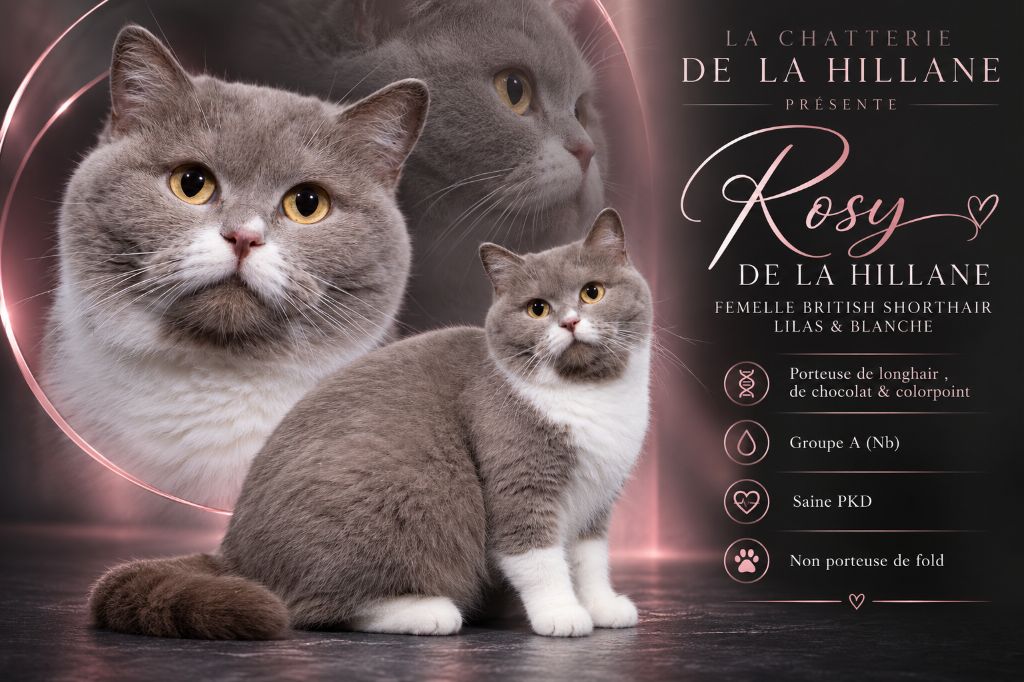 Rosy De La Hillane
