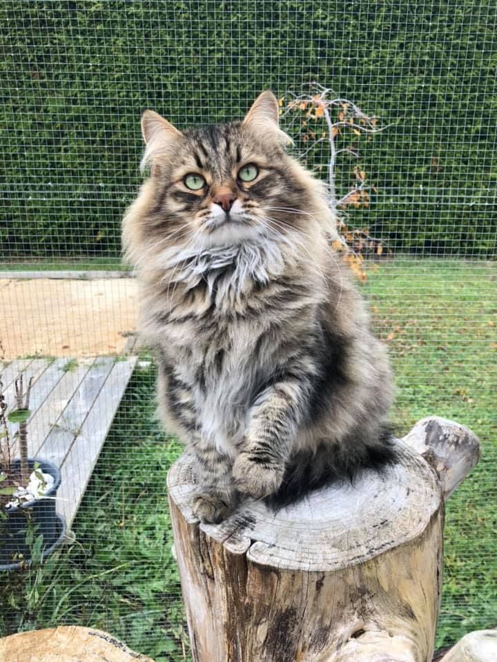 Sibérien - CH. Neptune De La Grosse Pattoune