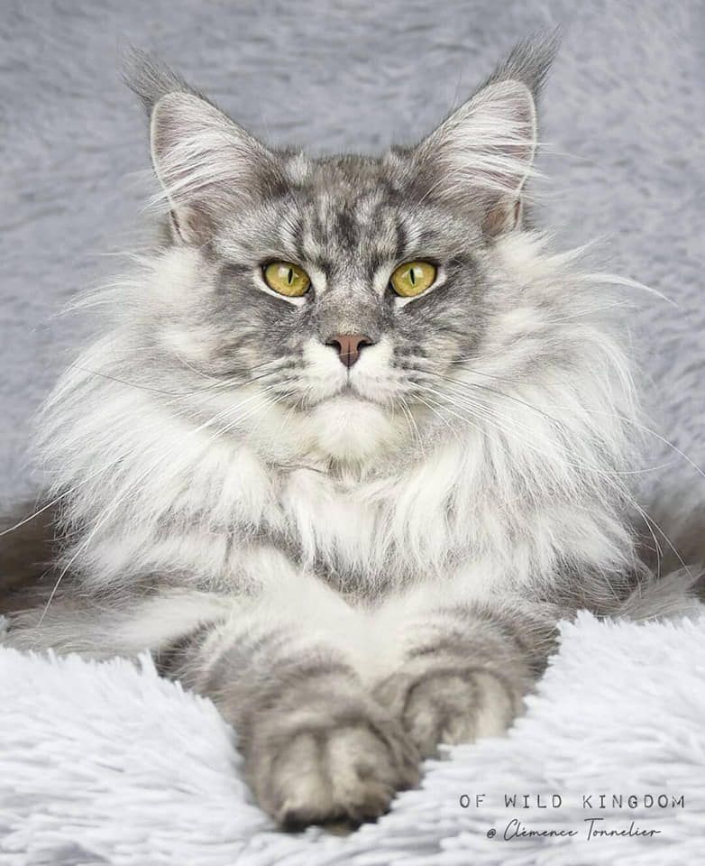 Maine Coon - CH. Silver star Of Wild Kingdom