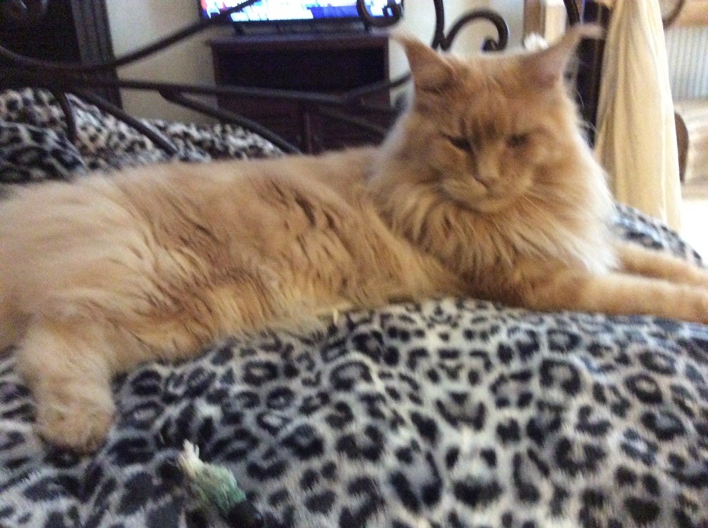 Maine Coon - Volnacoon sweet billy les Princes du Maine
