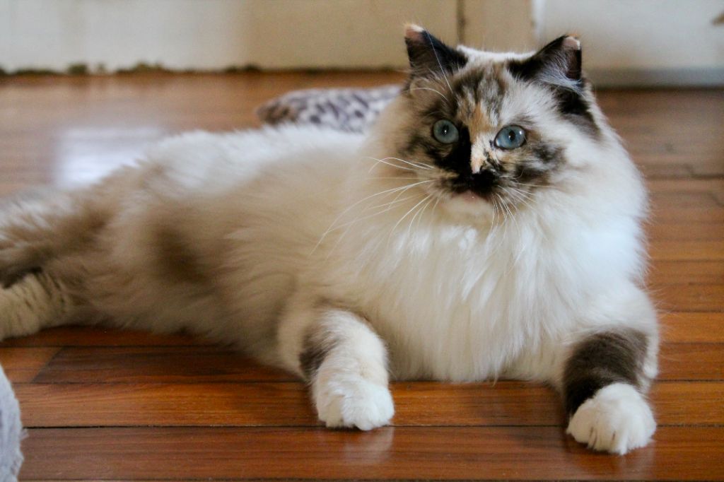 Ragdoll - CH. Reglisse Yuzu De L'ulyssiade