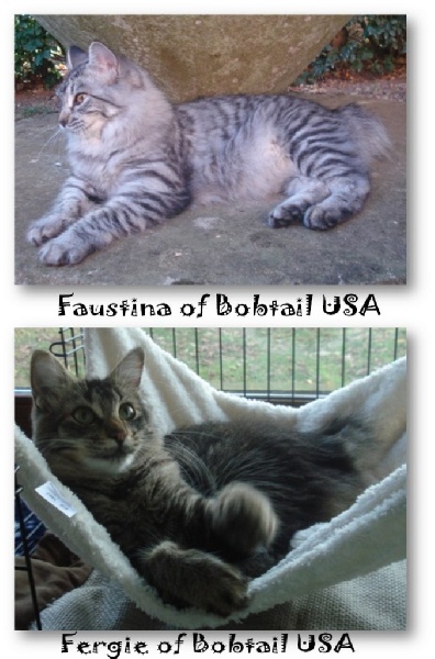 American Bobtail PC et PL - Faustina et Fergie of bobtails usa