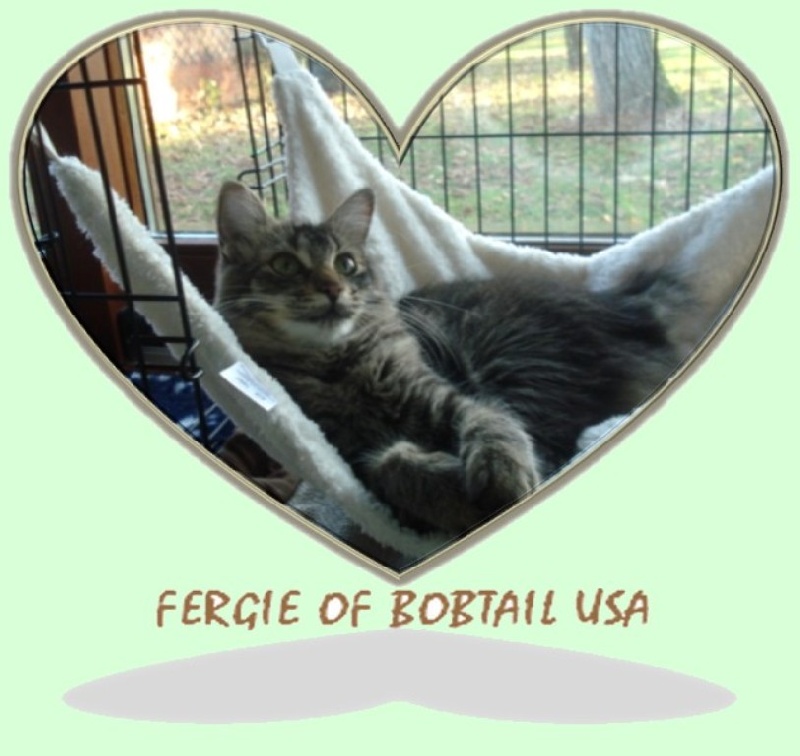 American Bobtail PC et PL - Fergie of bobtail USA Titre Initial