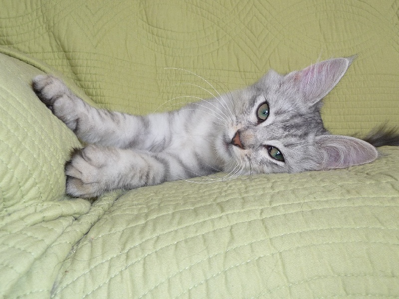 Angora Turc - Ecume de la Plume d'Argent