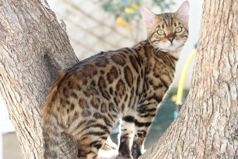 Bengal - Elite Hunters Ridge of Java Bengal