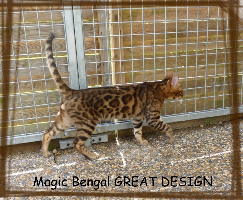 Bengal - Magic Bengal Great design