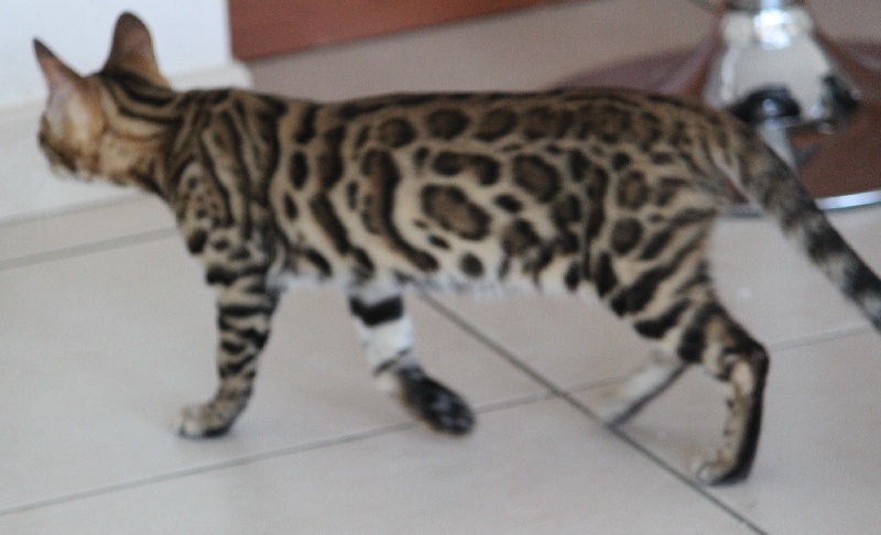 Bengal - Java Bengal Fusion