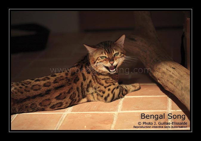 Bengal - majesticpride MONSIEUR BUTTERFLY