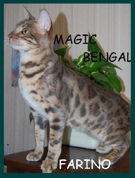 Bengal - CH. des Arawallis Triple Champion FARINO of Magic Bengal