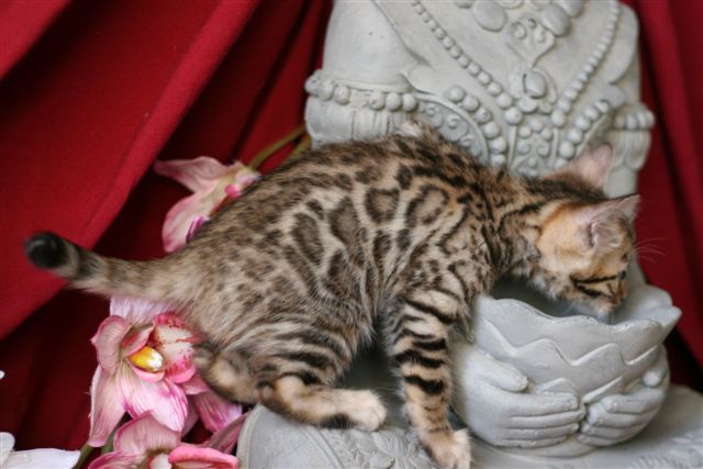 Bali Bengal H'Djowo of Hypnotic'Bengal