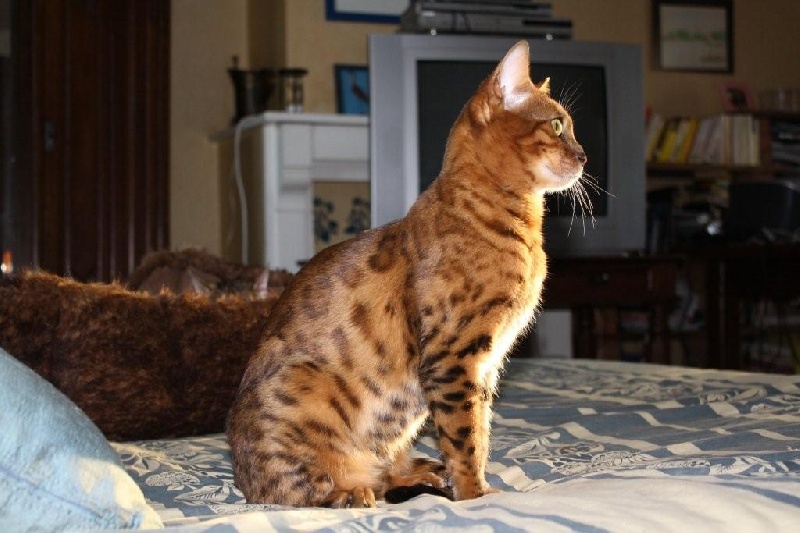 Bengal - CH. bali-bengal Cali