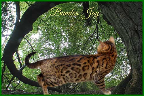 Bengal - bundas Jay