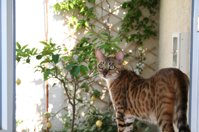 Bengal - Elysor divine Java Bengal