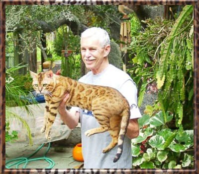 Bengal - CH. dicaprio Of star bengals