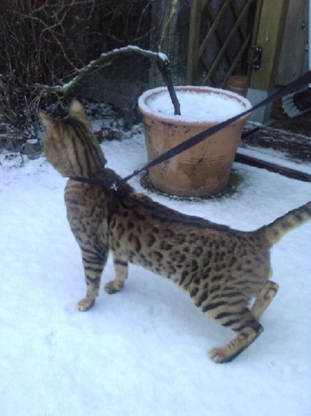 Bengal - CH. Bundas condor of saphir de lune du joli coeur d'or
